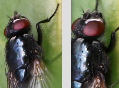 Réf. 334 596 : Eudasyphora cyanicolor